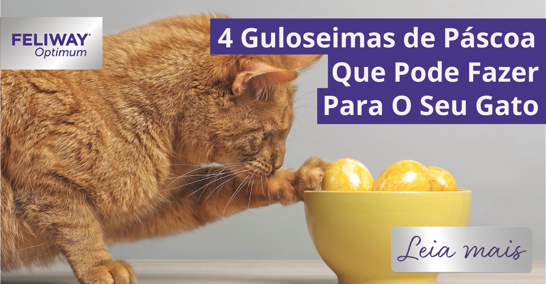 4 Jogos para Brincar com o seu Gato