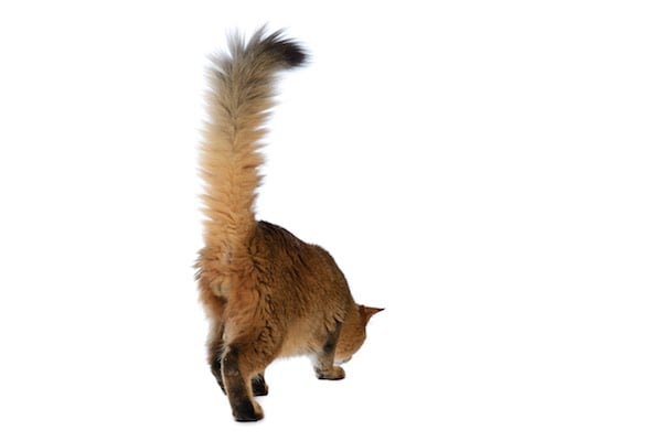 Happy cat tail up