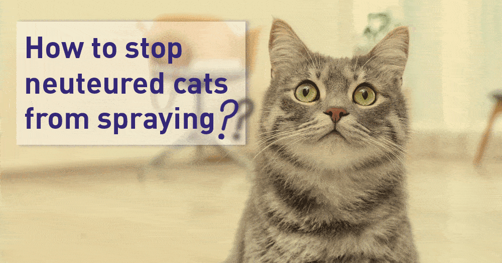 How to Stop A Neutered Cat From Spraying