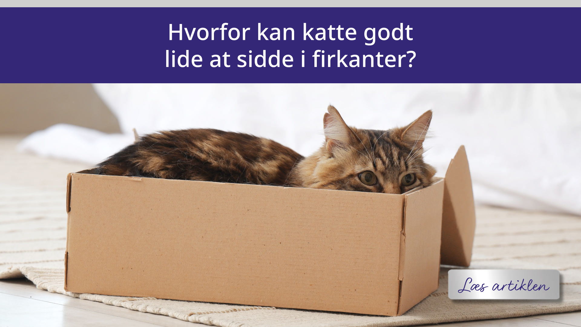 Kat i kasse