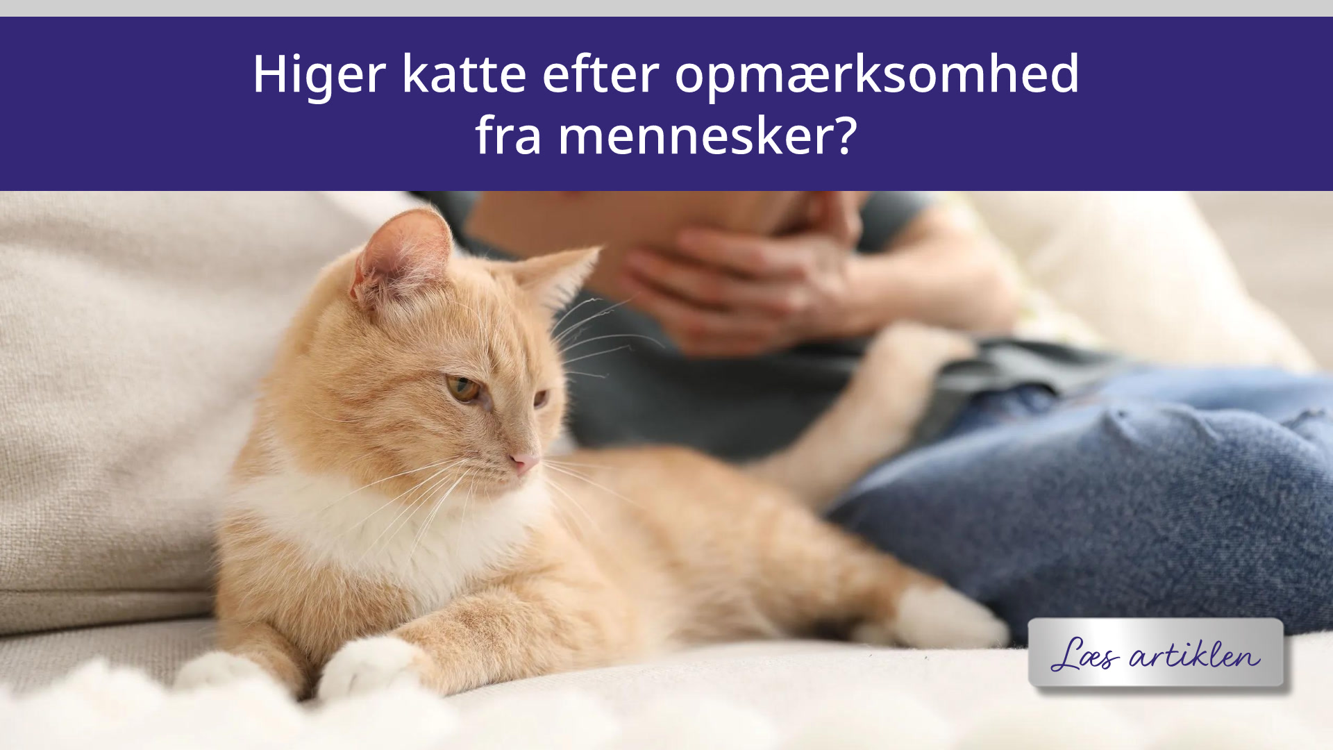 Higer katte efter opmærksomhed fra mennesker?