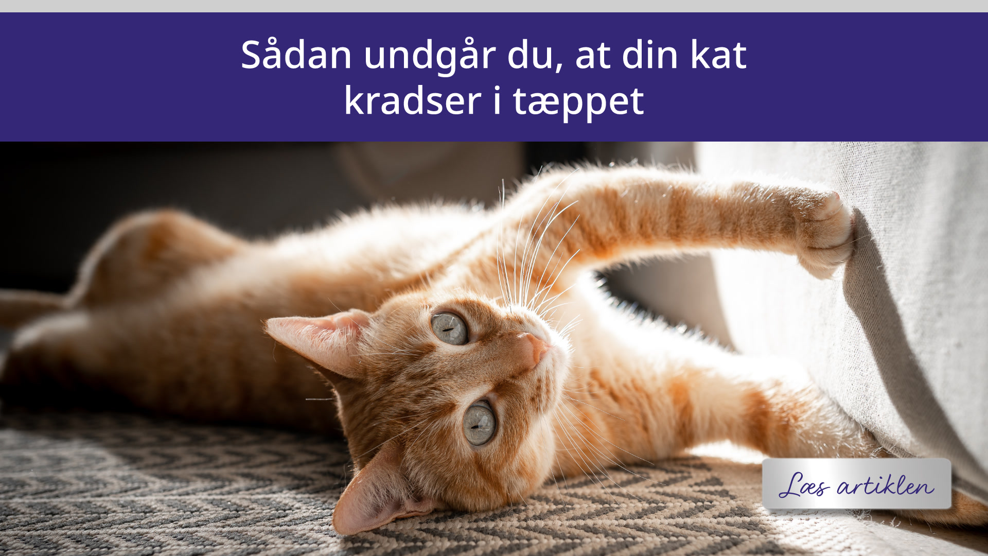 Sådan undgår du, at din kat kradser i tæppet