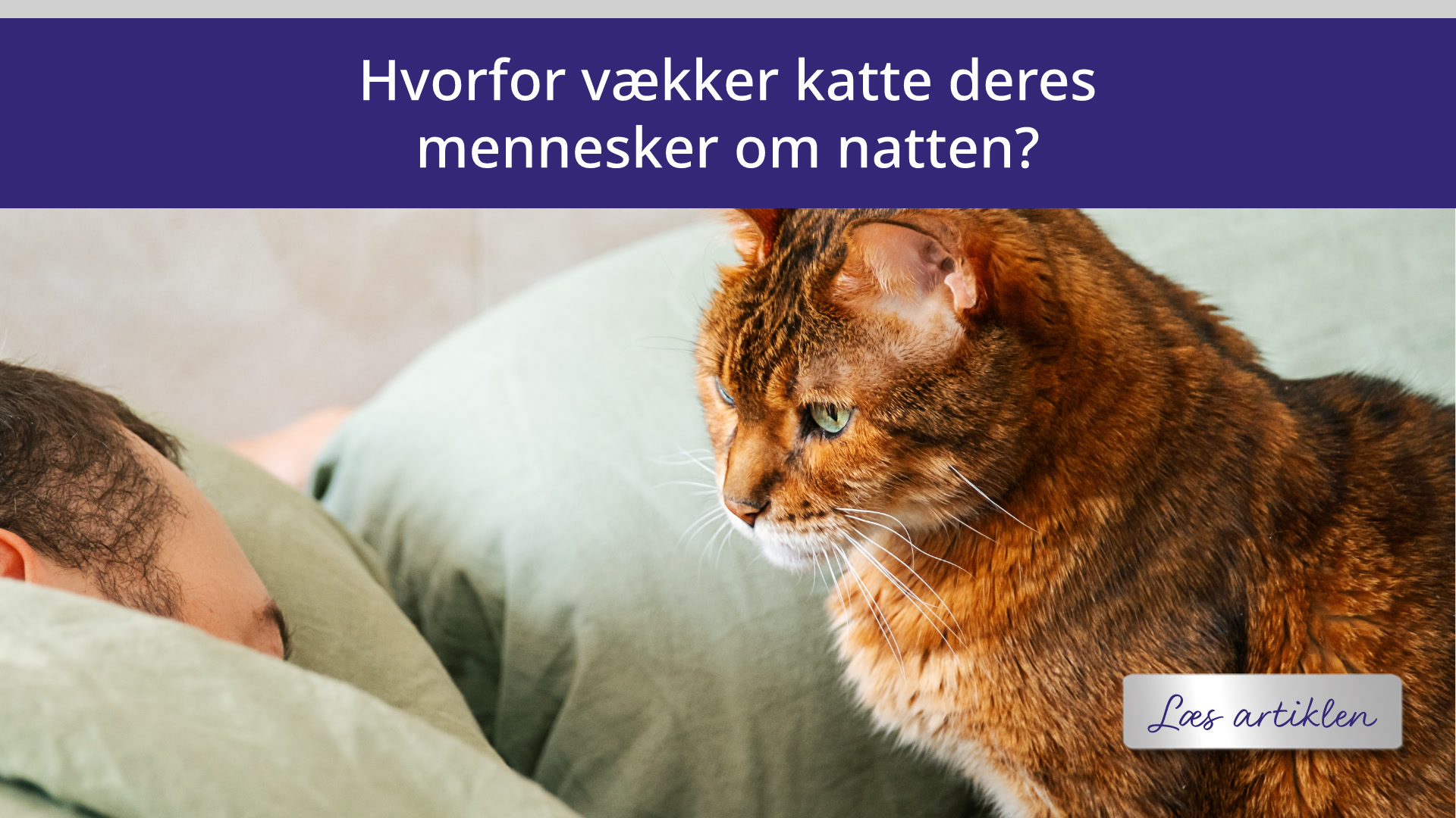 Hvorfor vækker katte deres mennesker om natten?