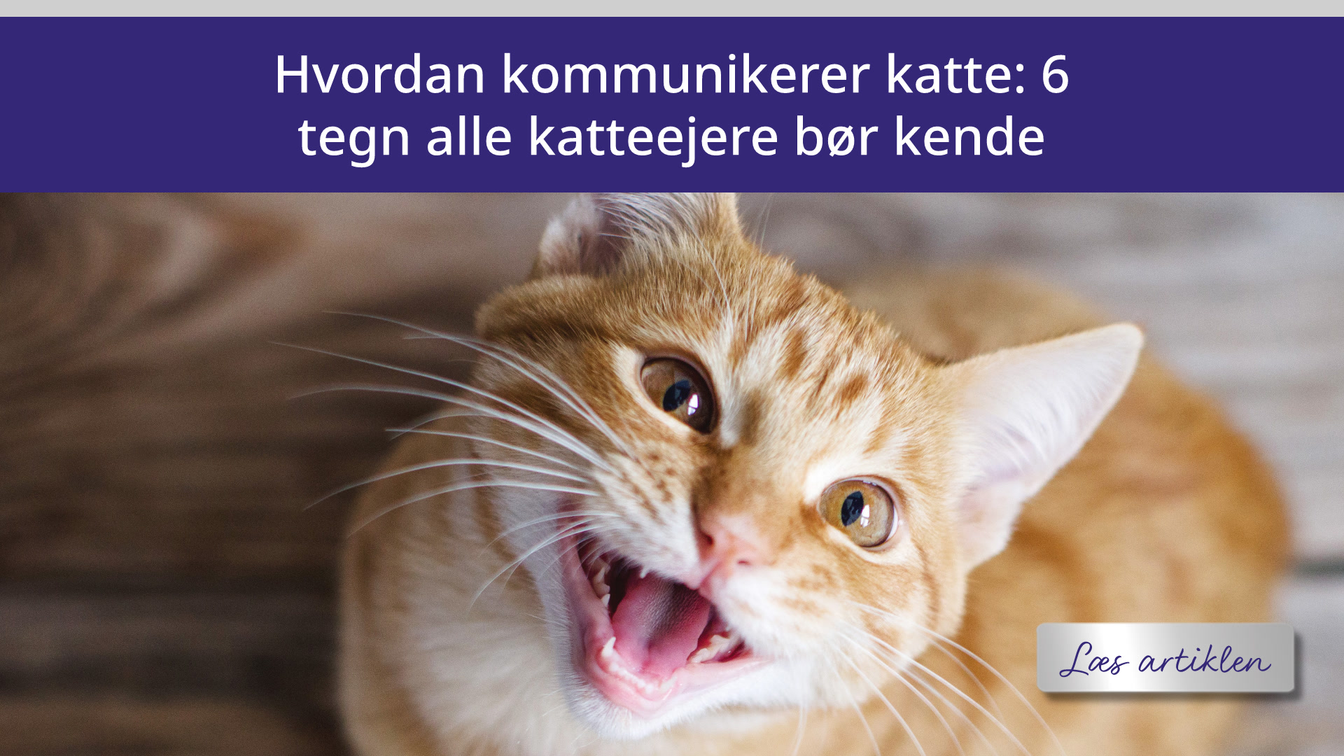 Hvordan kommunikerer katte: 6 tegn alle katteejere bør kende