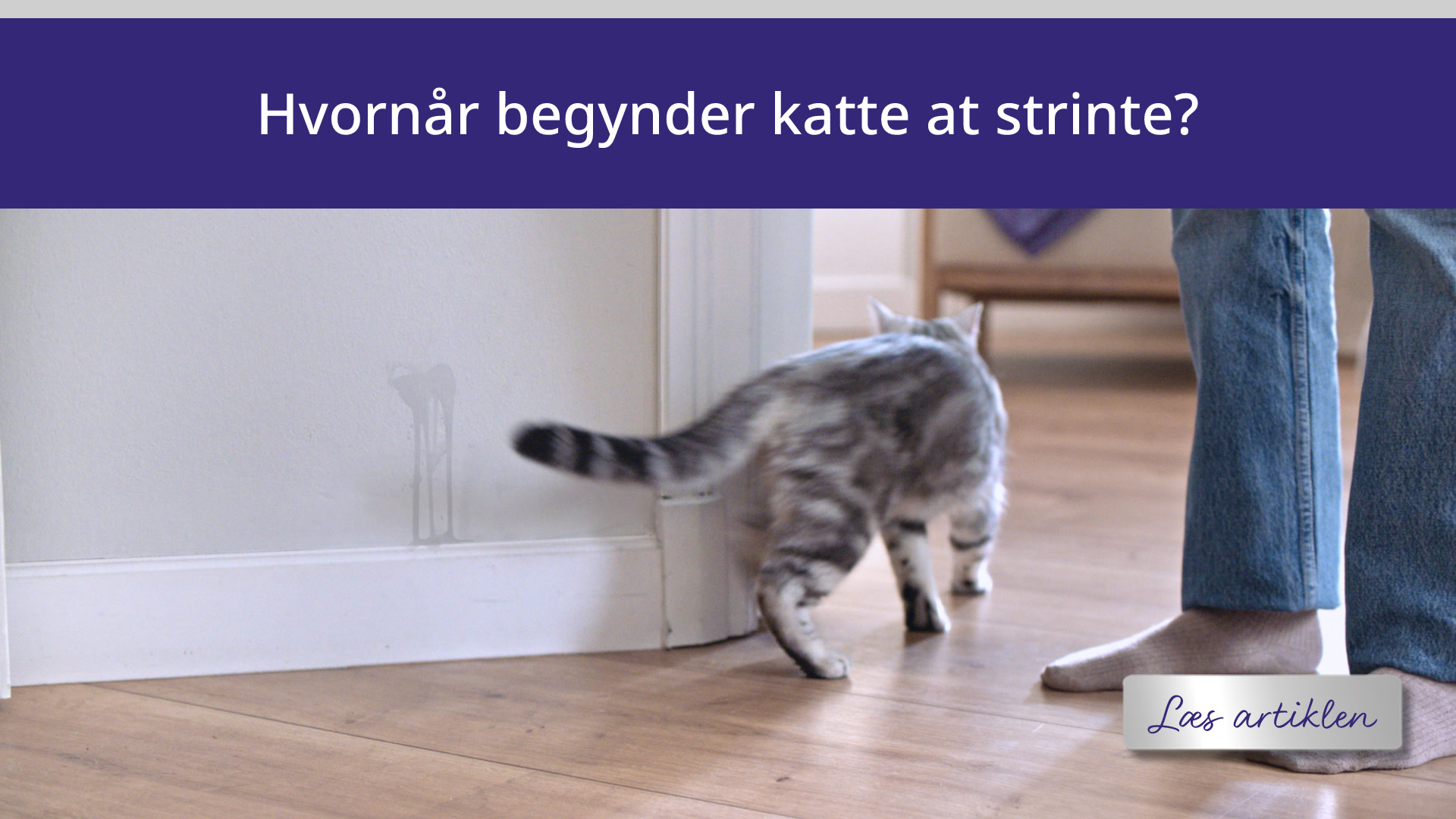 Hvornår begynder katte at strinte? Hvad kan man gøre ved det