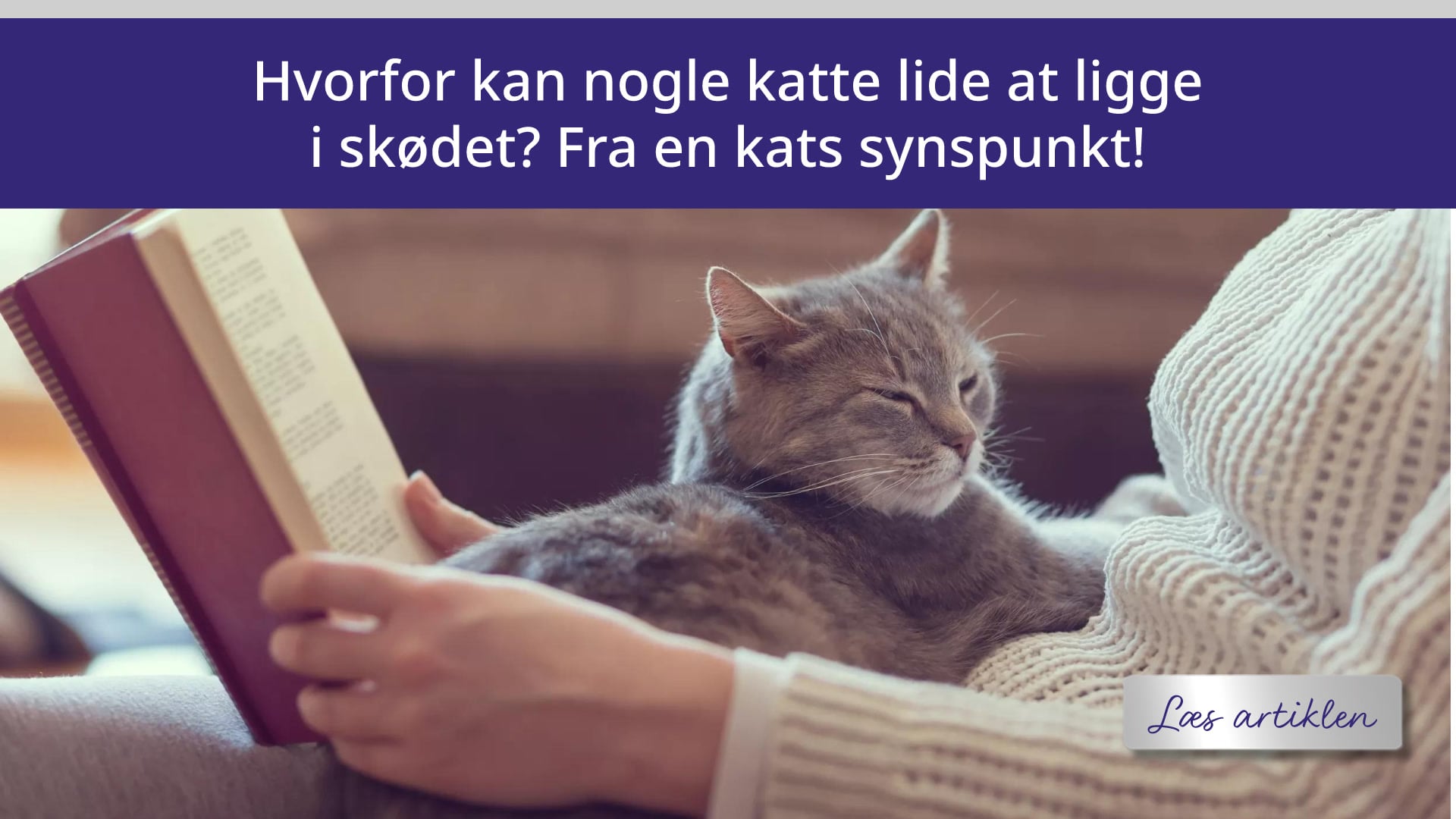 Kat der ligger i skød og slapper af 