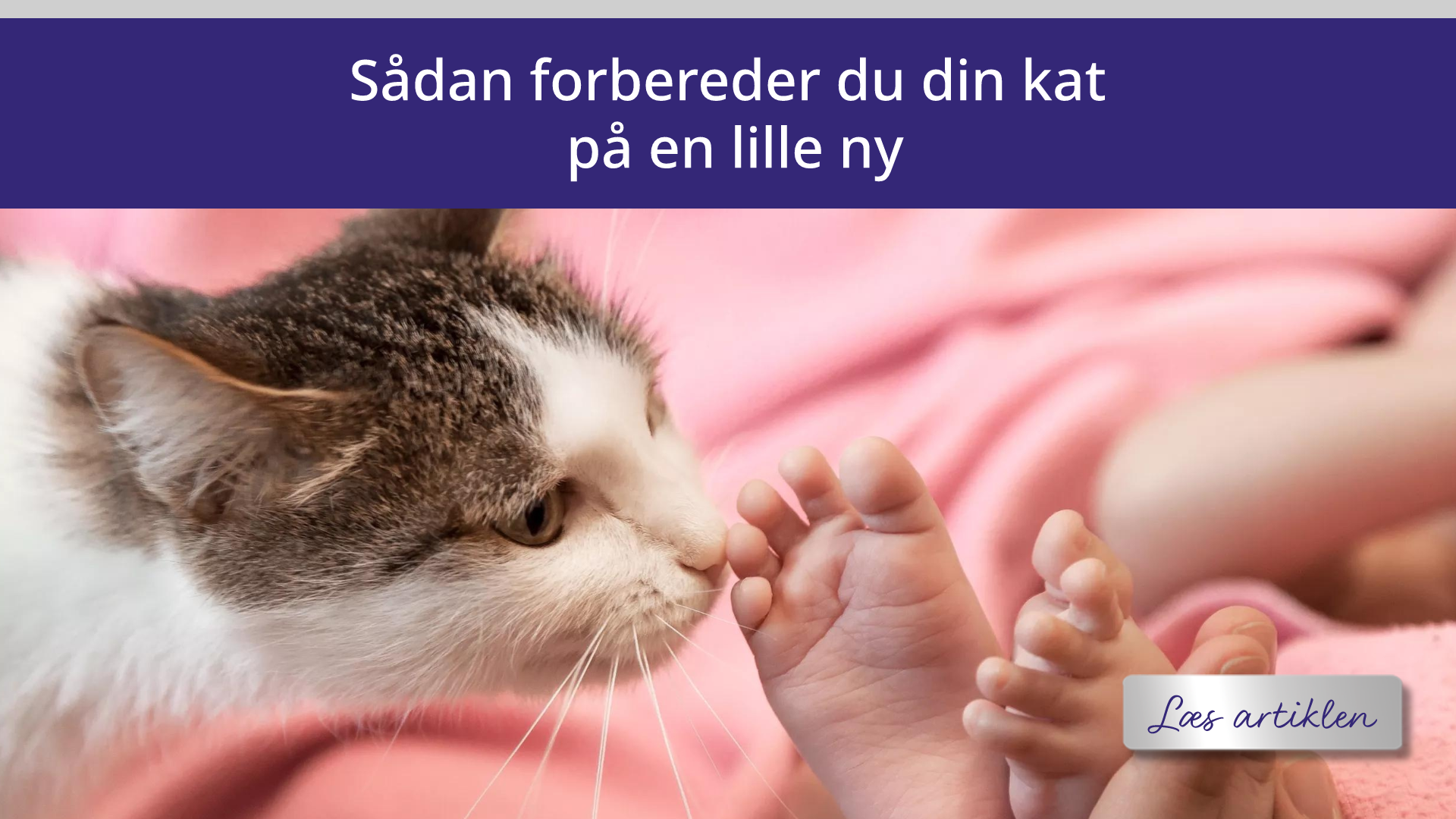 Kat der ligger i skød og slapper af 
