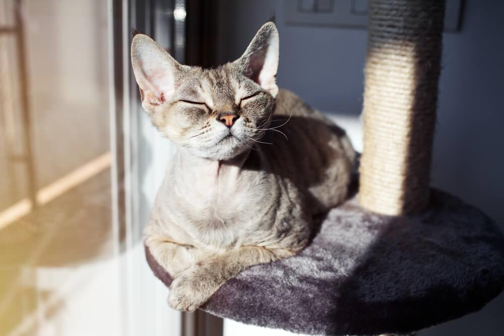 How to get cat to stop scratching outlet bed