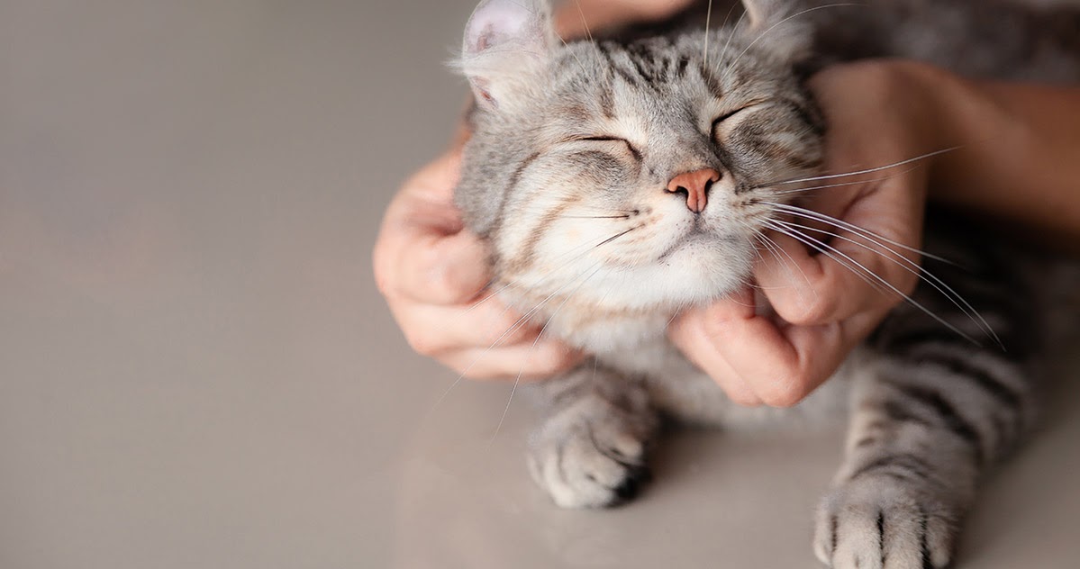 Kuscheleinheiten mit Katze sind gut gegen Stress