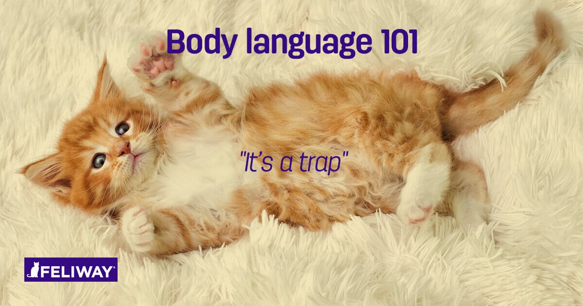 Understanding Kitten Body Language_post-2