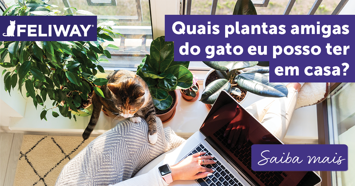 quais-plantas-amigas-do-gato-eu-posso-ter-em-casa