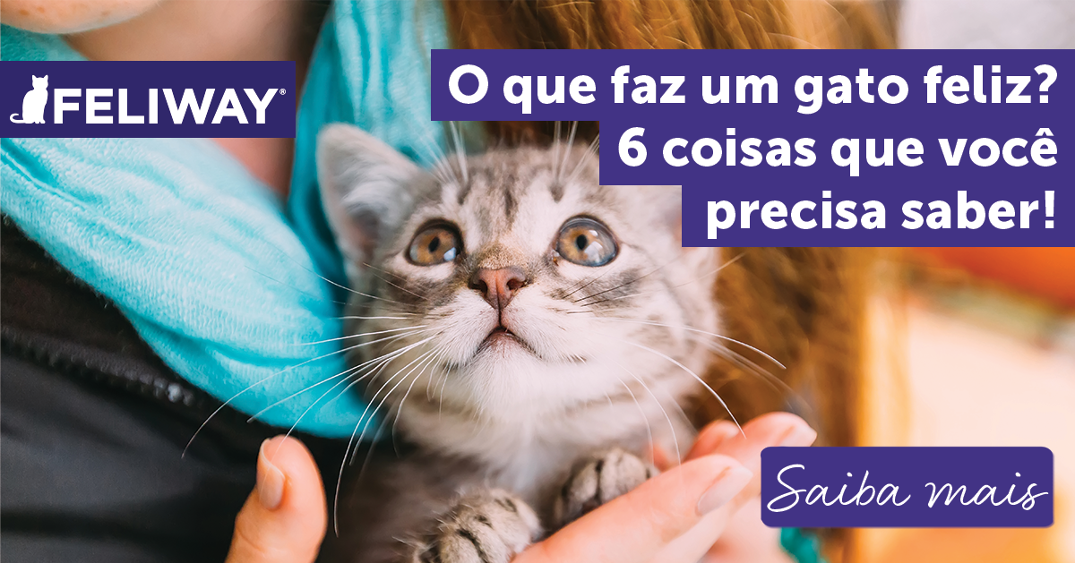 Educação dos gatinhos  Dicas e truques para uma vida feliz