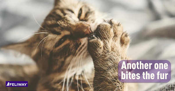 Why Do Cats Bite Their Fur? Is your pet overgrooming?