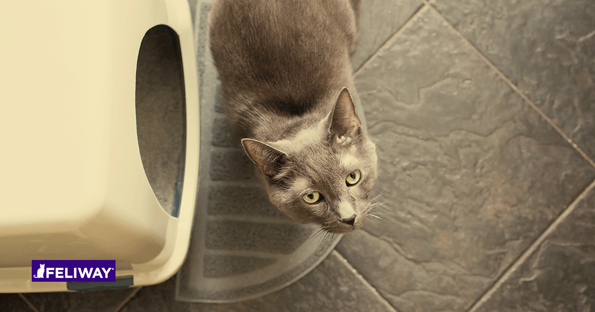 feliway to stop urinating