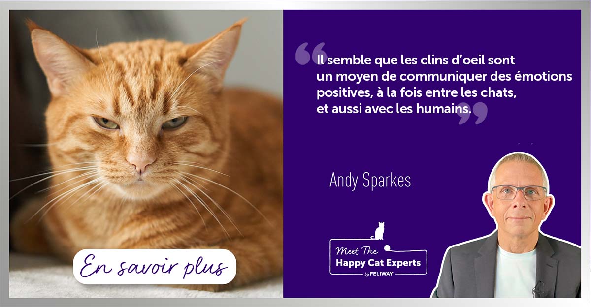 Point De Vue D Expert Pourquoi Les Chats Font Ils Des Clins D œil