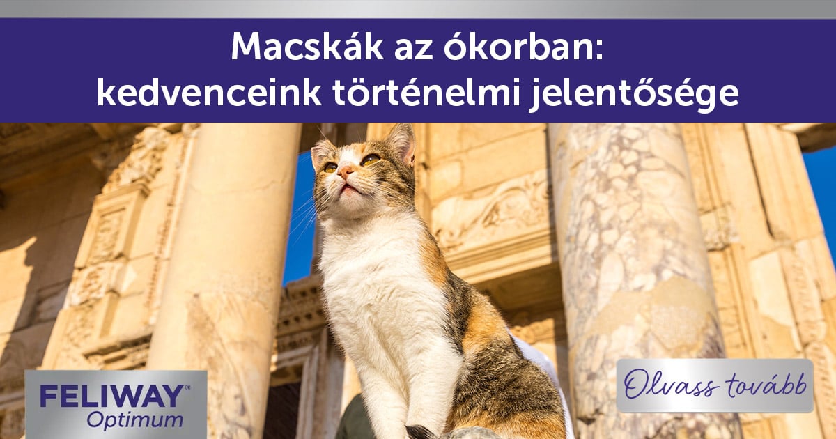 Macska ül egy ókori épület előtt