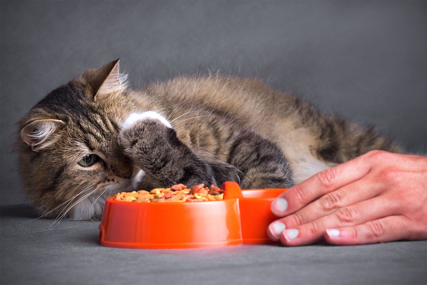 Mon Chat Ne Mange Plus Que Faire