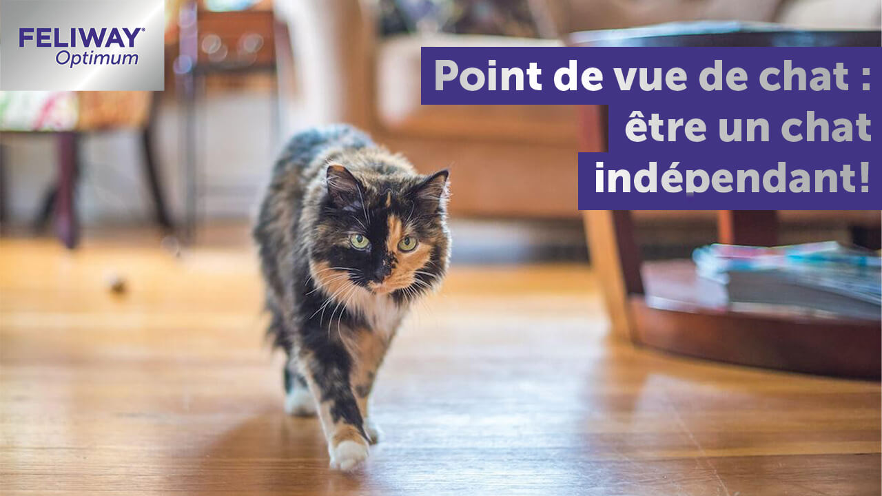 Point De Vue De Matou Etre Un Chat Independant