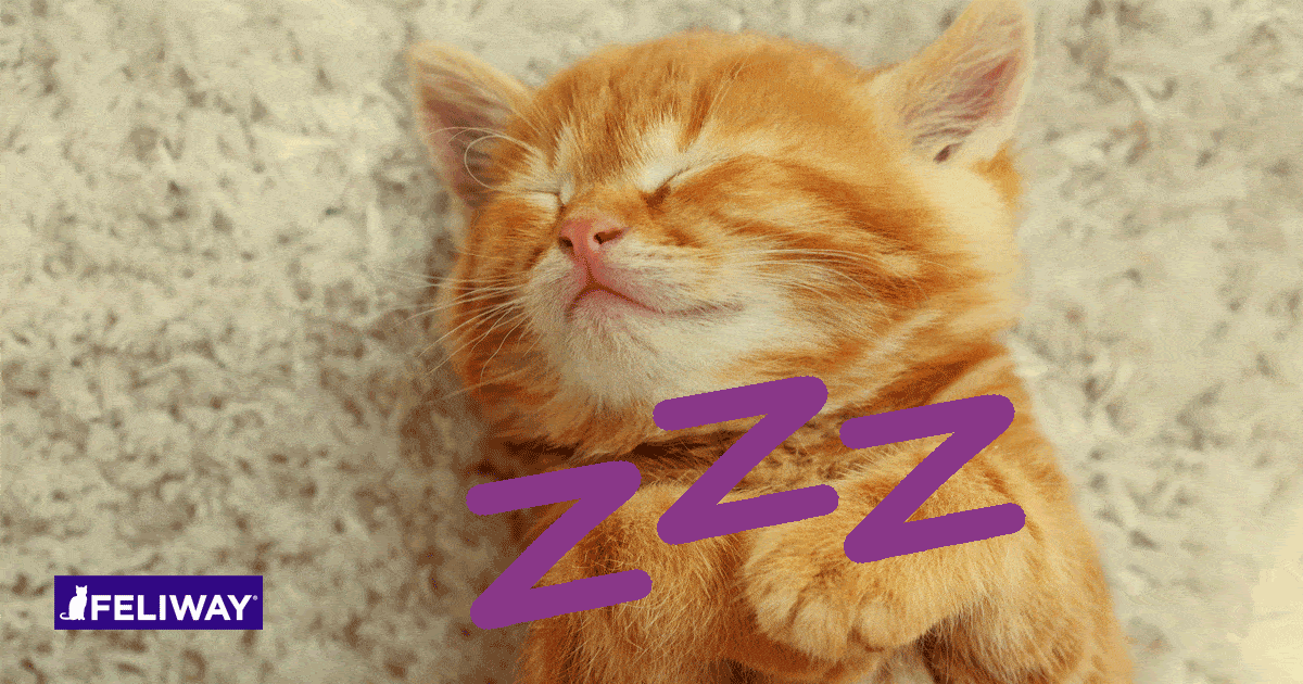 Come Far Dormire il Gattino di Notte