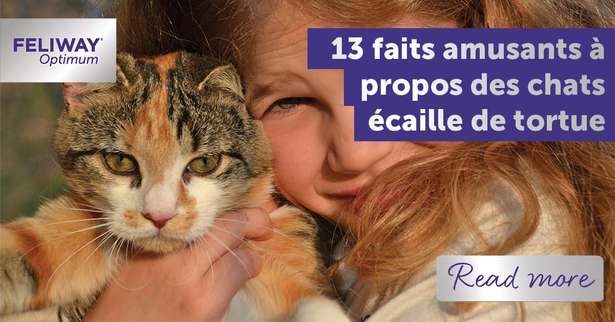 13 Faits Amusants A Propos Des Chats Ecaille De Tortue