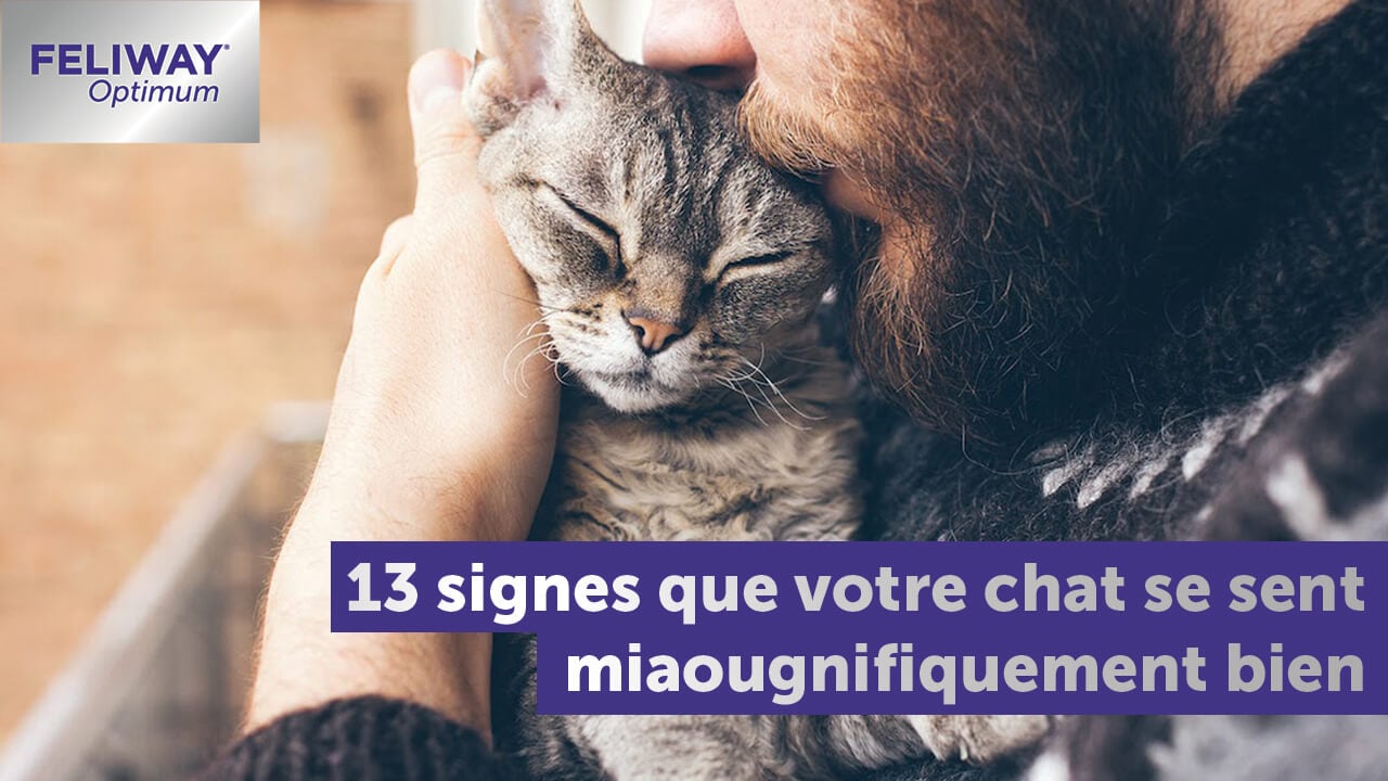 Comportement Du Chat Heureux 13 Signes Pour Le Reconnaitre