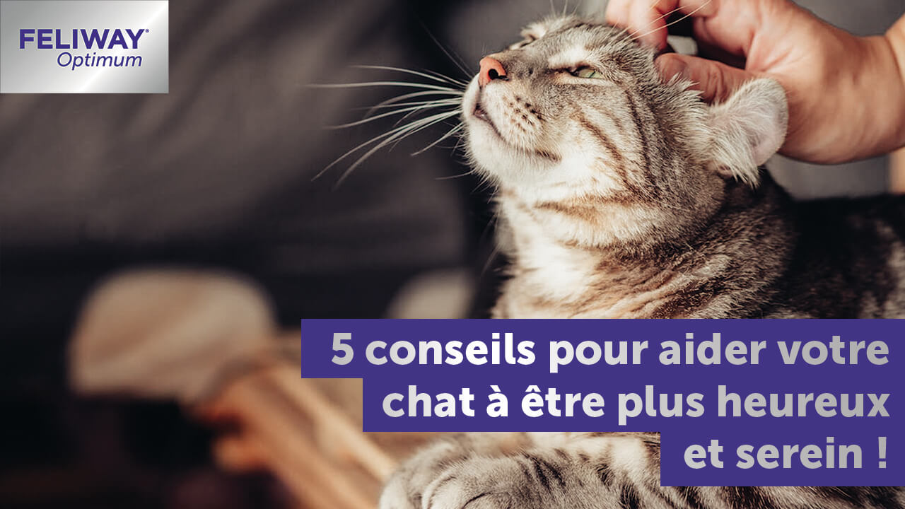 5 Conseils Pour Aider Votre Chat A Etre Plus Heureux Et Serein