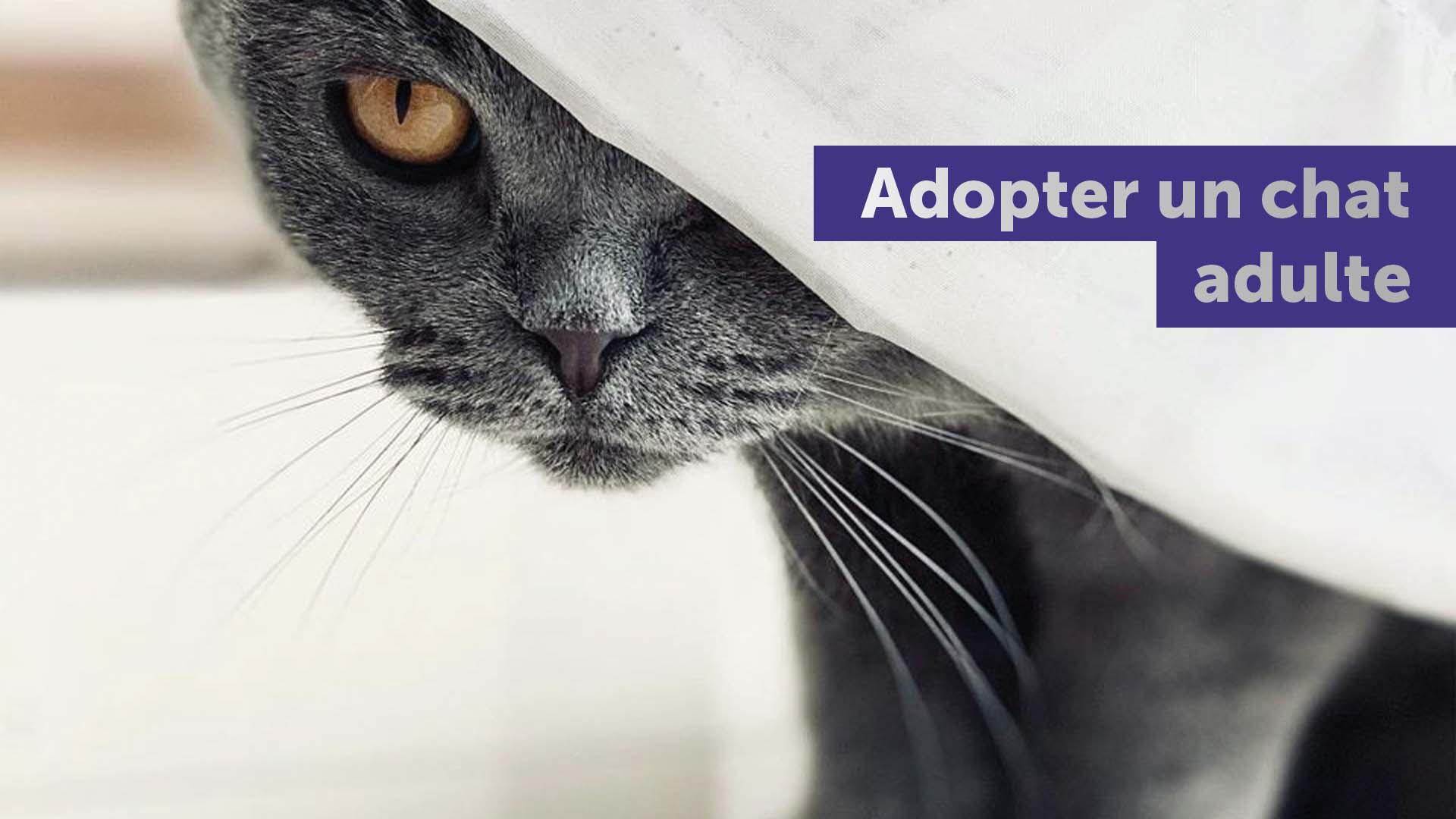 11 Conseils Pour Adopter Un Chat Adulte