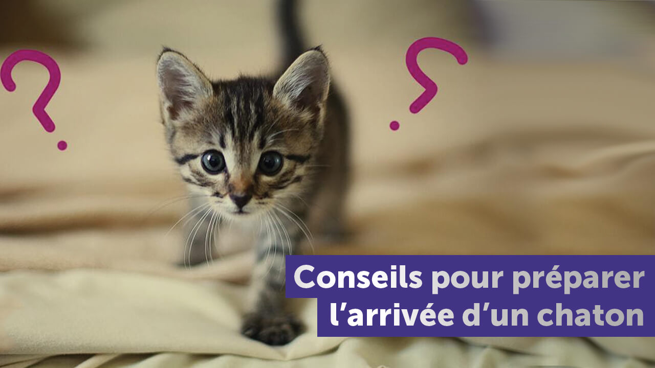 Conseils Pour Preparer L Arrivee D Un Chaton