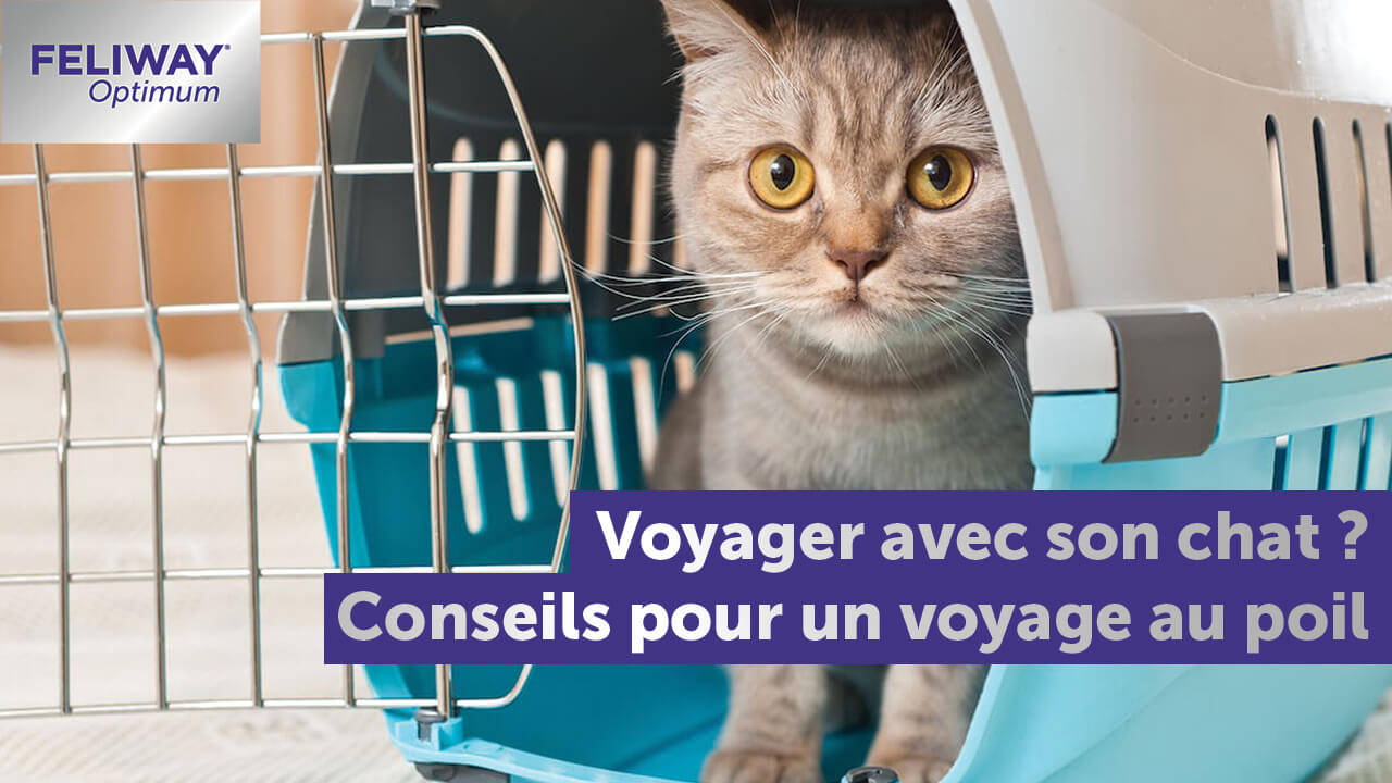17 Conseils Pour Partir En Vacances Avec Son Chat 17 Conseils Pour Partir En Vacances Avec Son Chat