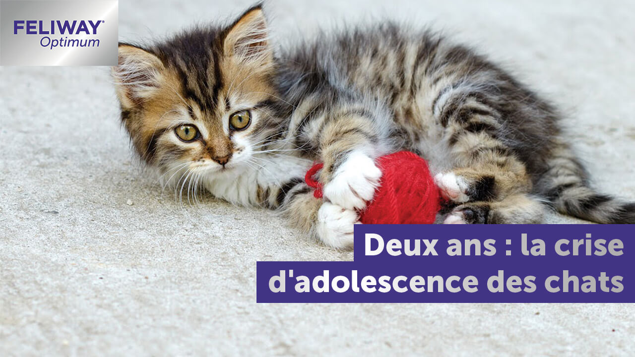 Deux Ans La Crise D Adolescence Des Chats