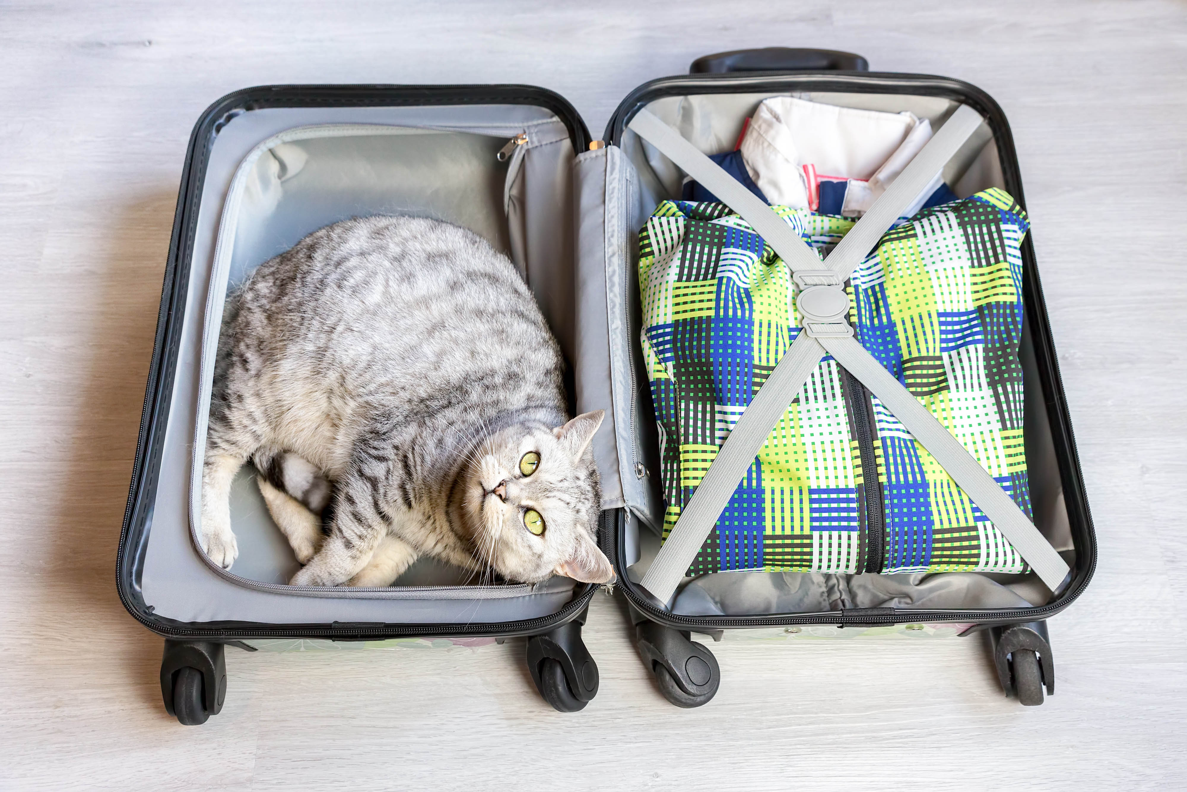 Katzensitter Katzensitter