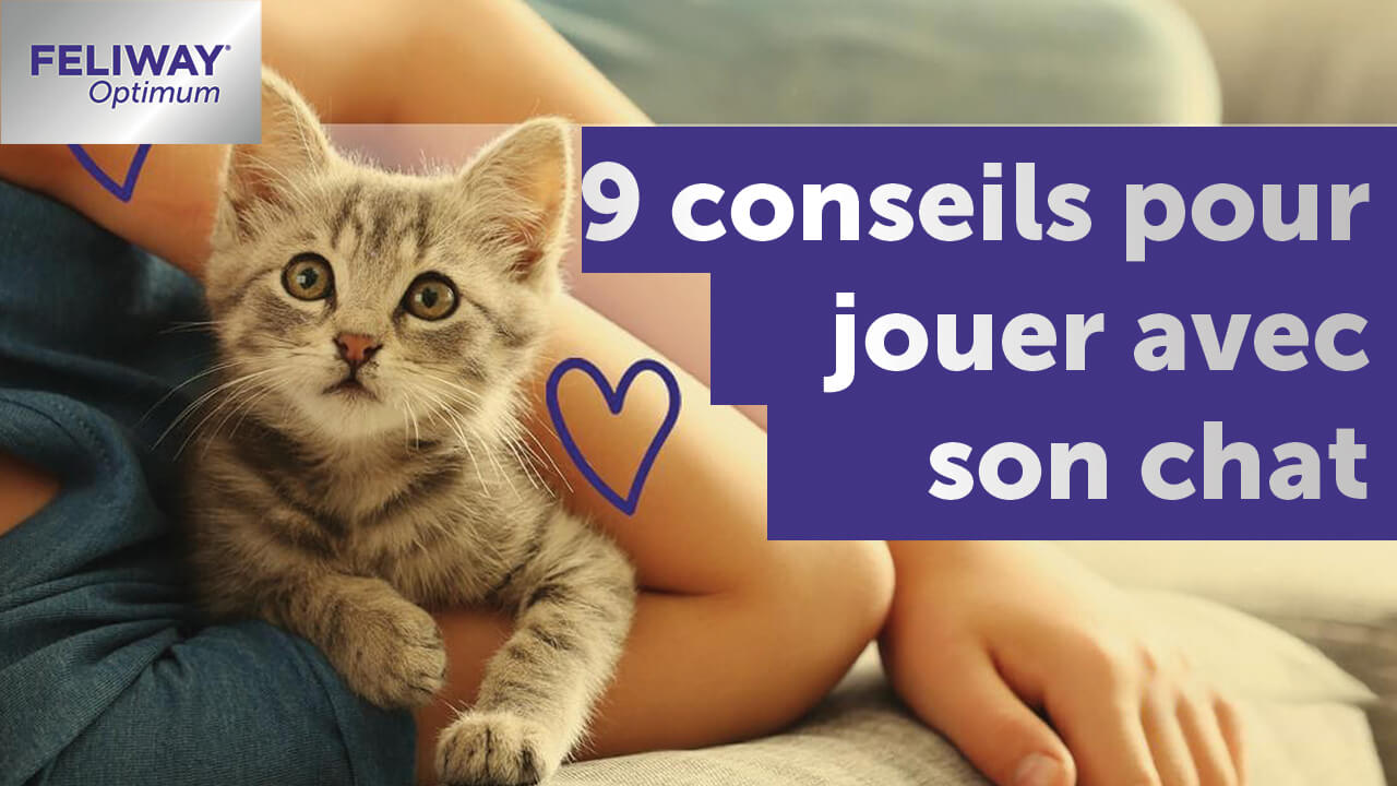 9 Conseils Pour Jouer Avec Son Chat