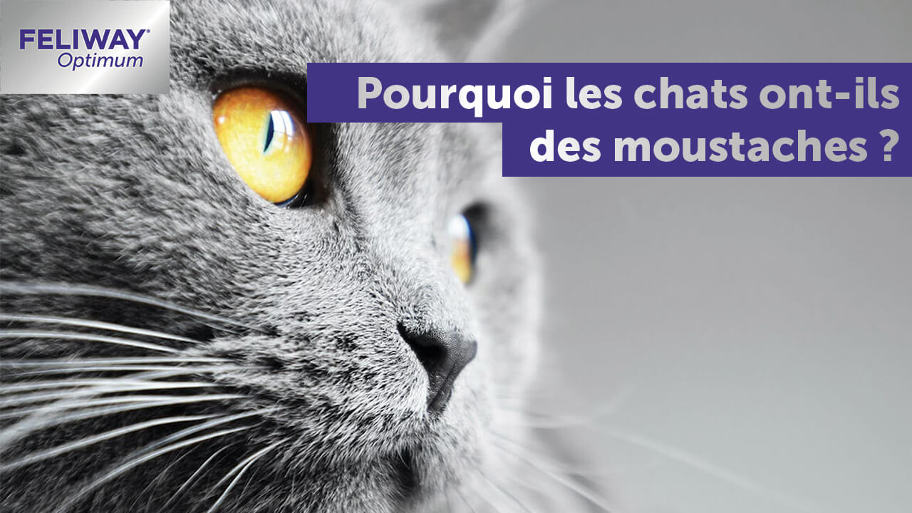 Pourquoi Les Chats Ont Ils Des Moustaches