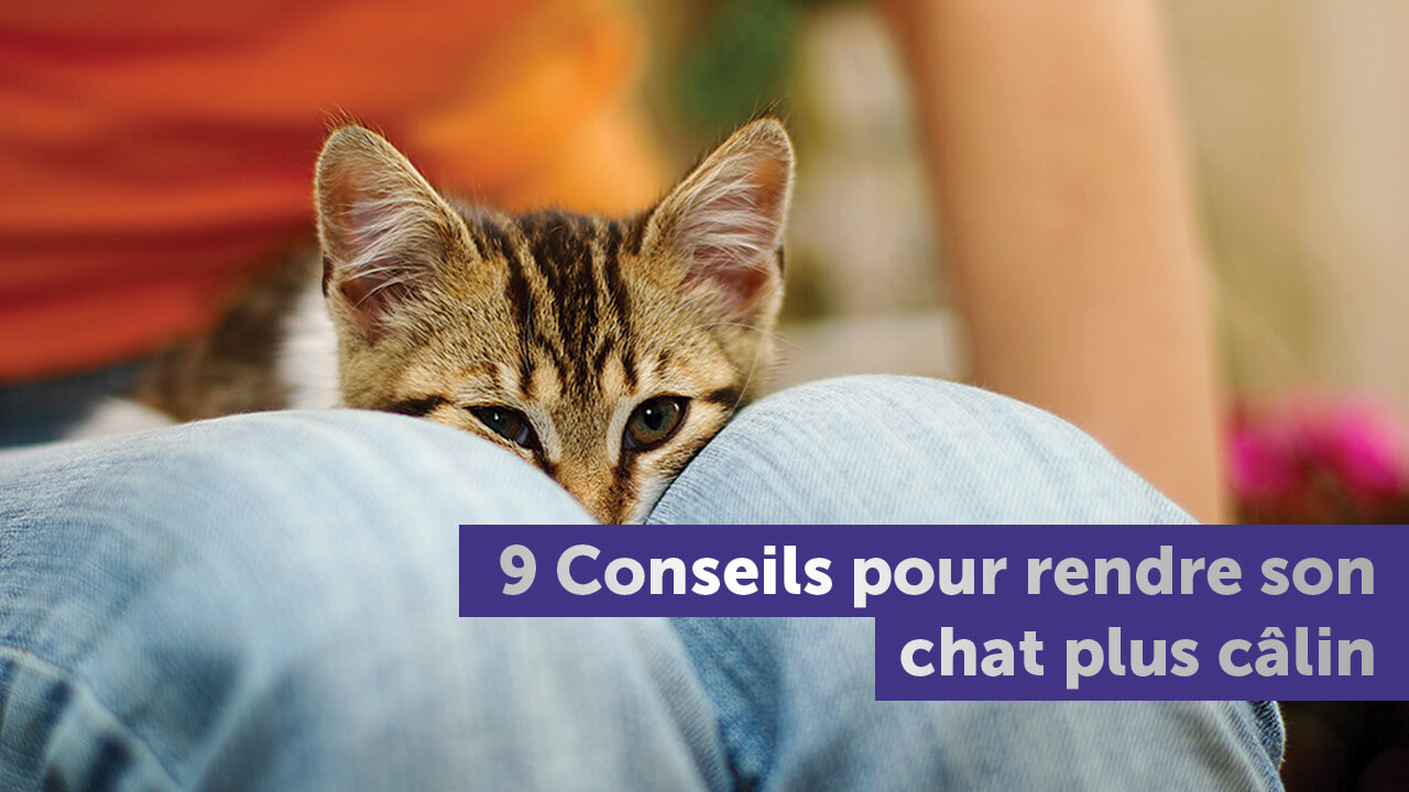 Comment Rendre Son Chat Calin 9 Conseils Et Astuces