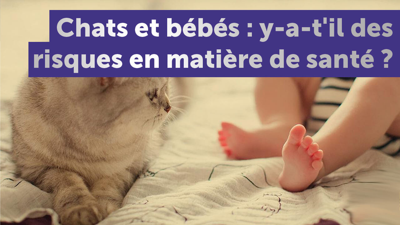 Chats Et Bebes Y A T Il Des Risques En Matiere De Sante