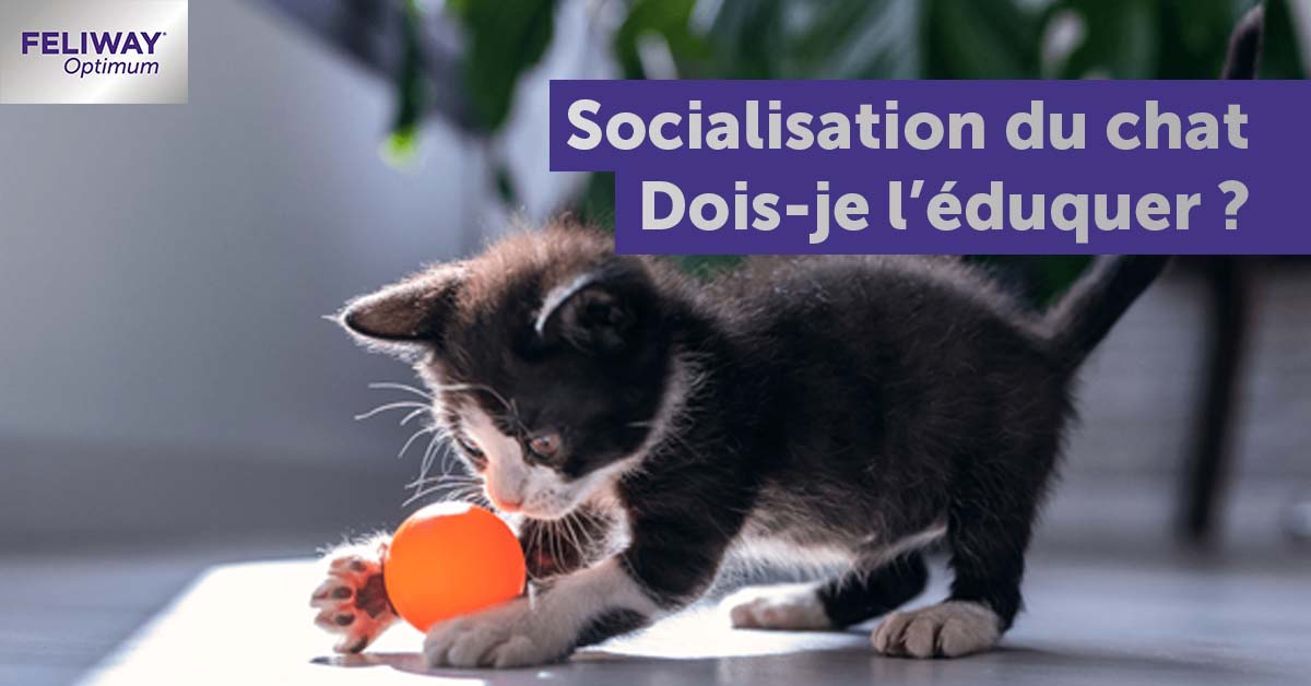 La Socialisation Feline Faut Il Eduquer Son Chat