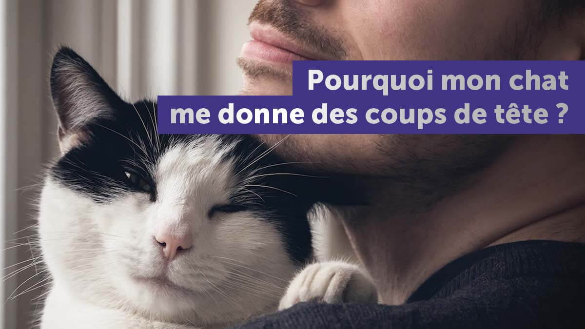 Pourquoi Mon Chat Me Donne Des Coups De Tete