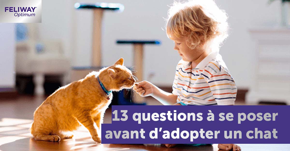 Questions et conseils pour l'adoption d'un chat