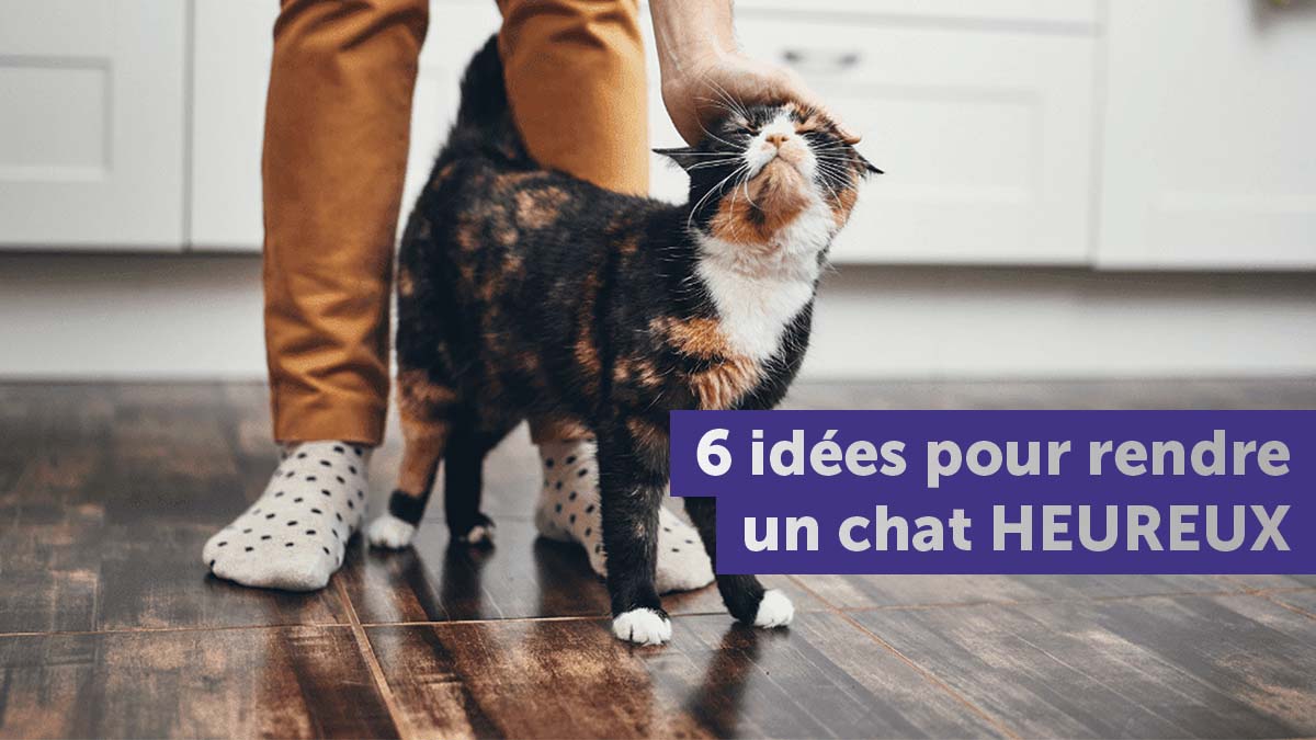 6 Idees Pour Rendre Un Chat Heureux