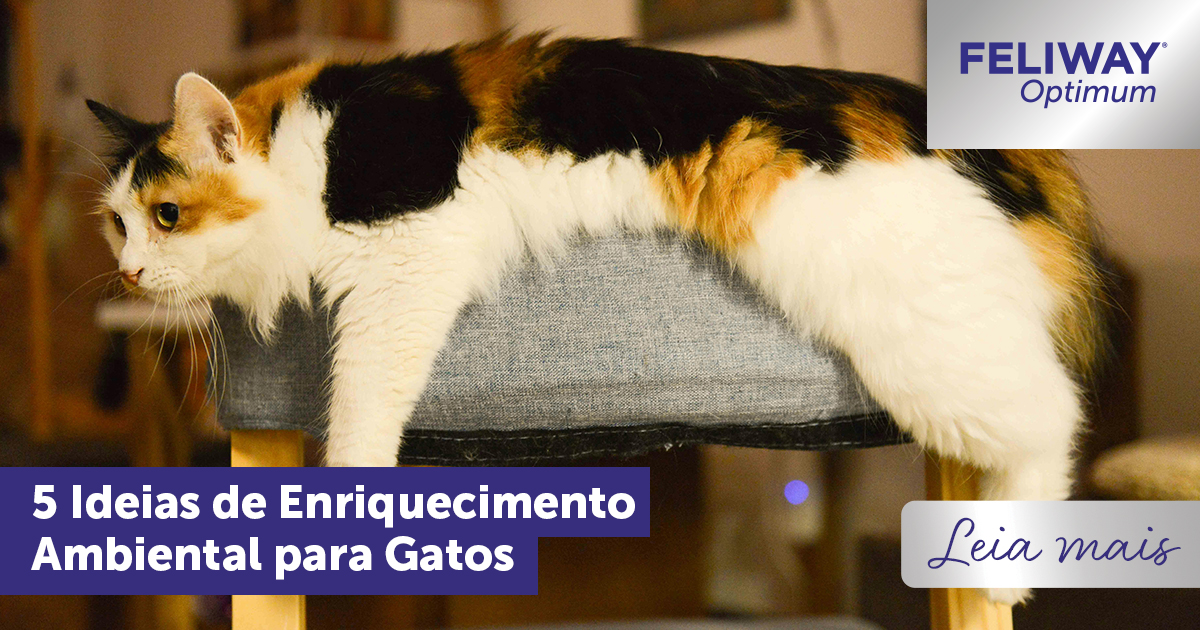 5 Ideias De Enriquecimento Ambiental Para Gatos 5-ideias-de-enriquecimento-ambiental-para-gatos