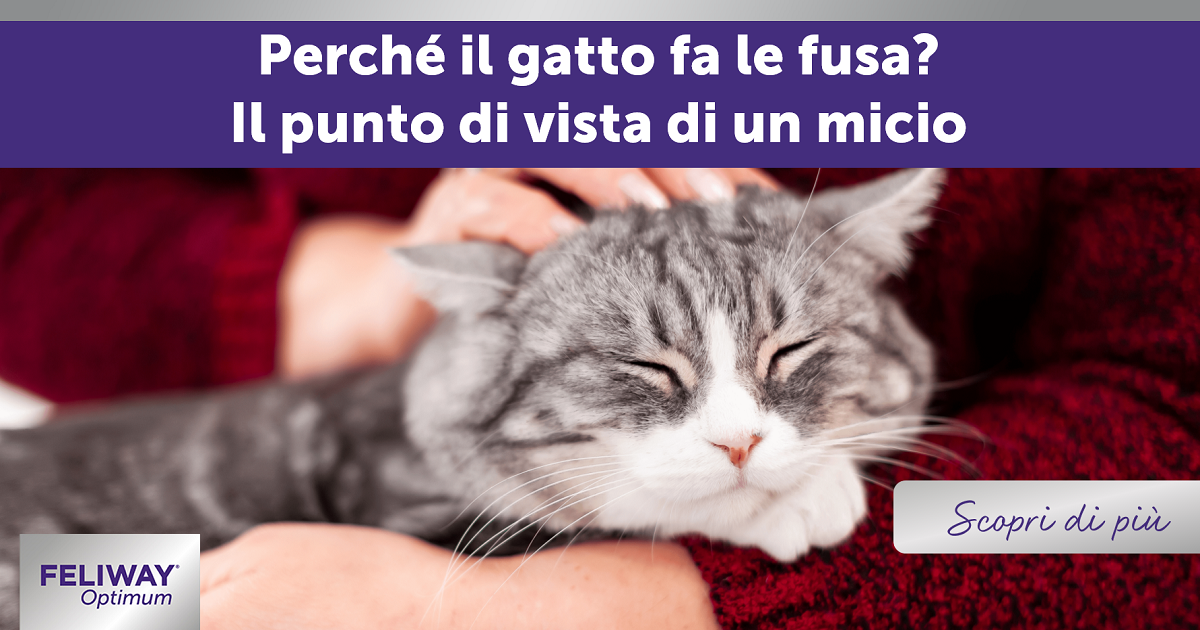 Rumore di fusa: Il gatto offeso al vostro rientro dalle vacanze