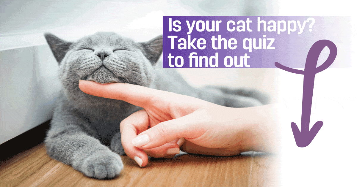 Take the quiz to know if your cat's happy or not and receive expert advice from FELIWAY