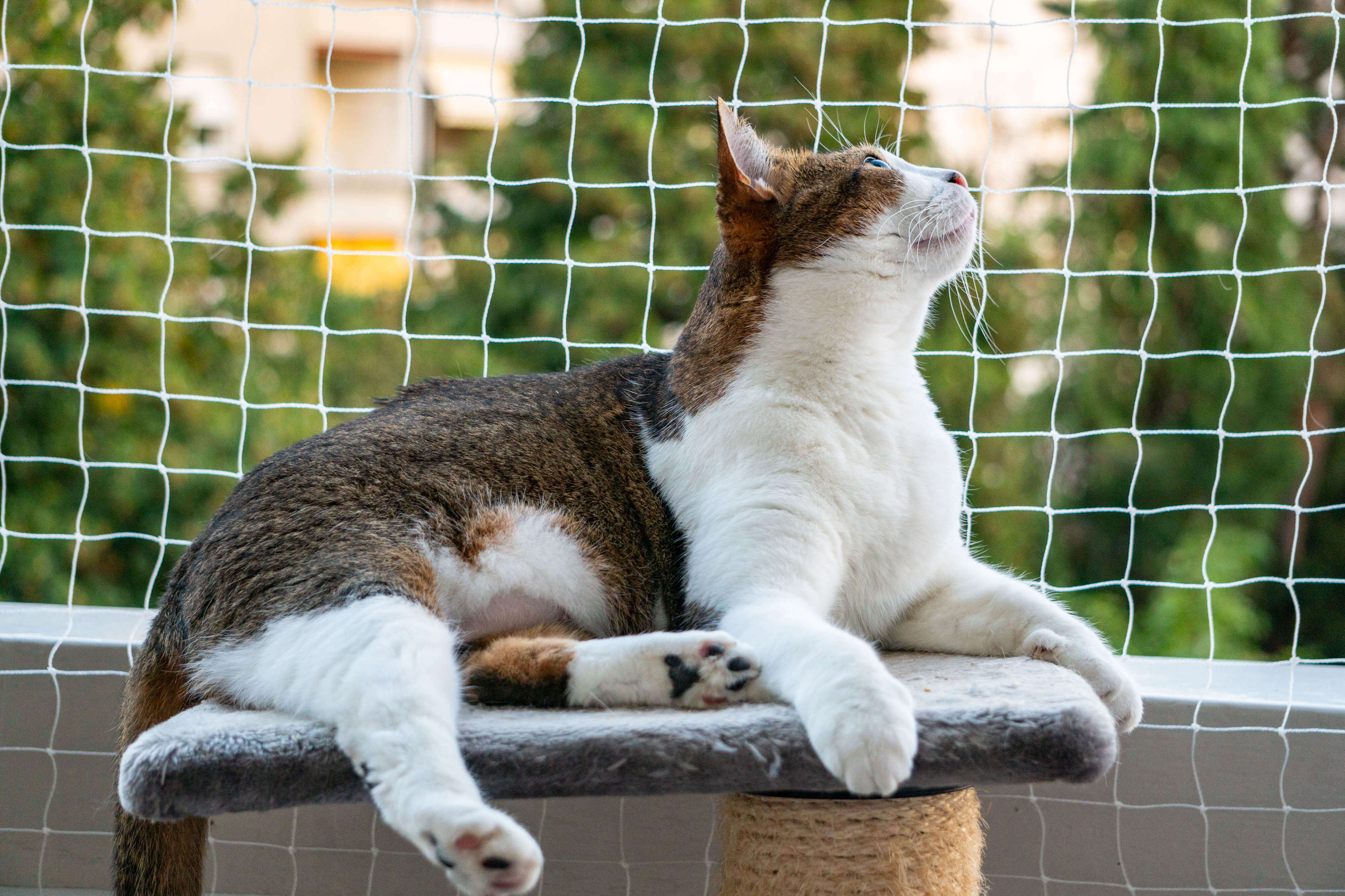 So wird dein Balkon katzensicher