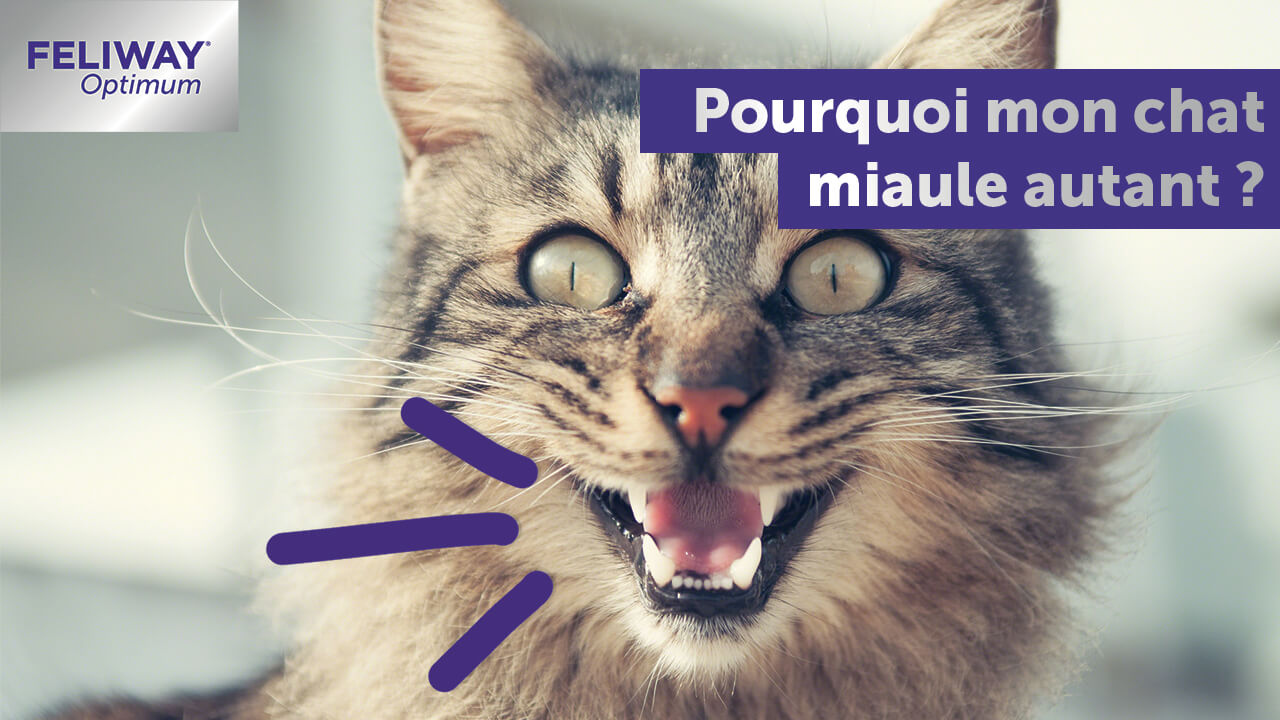 Retrouvez Tous Nos Conseils Pour Bien Vivre Avec Votre Chat 2 Page 2