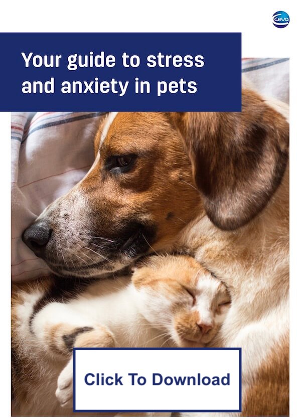 Pet Stress and Anxiety Guide
