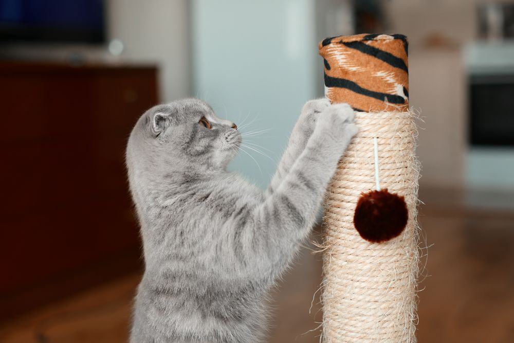 cat playing with scratching post