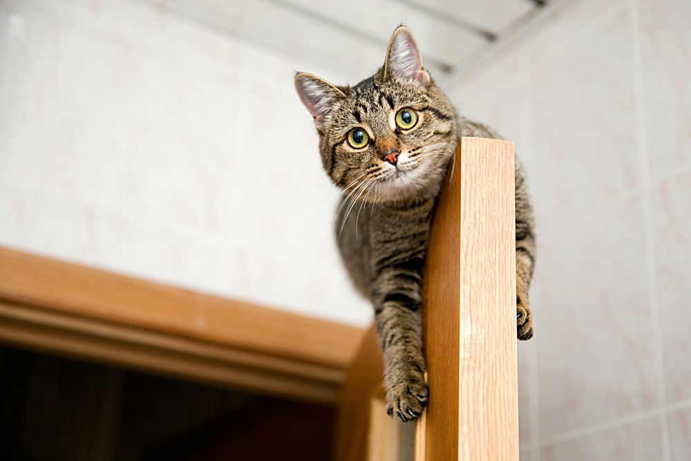 high up kitty
