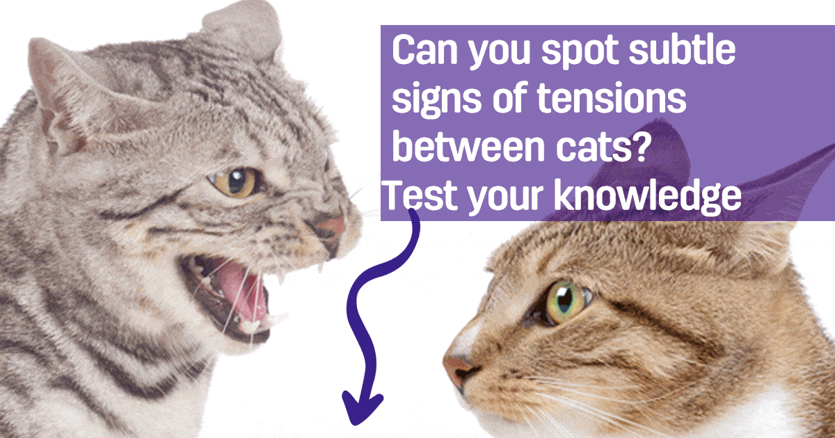 Can you decipher cat subtle signs of tensions? Restore harmony between your cats in your household