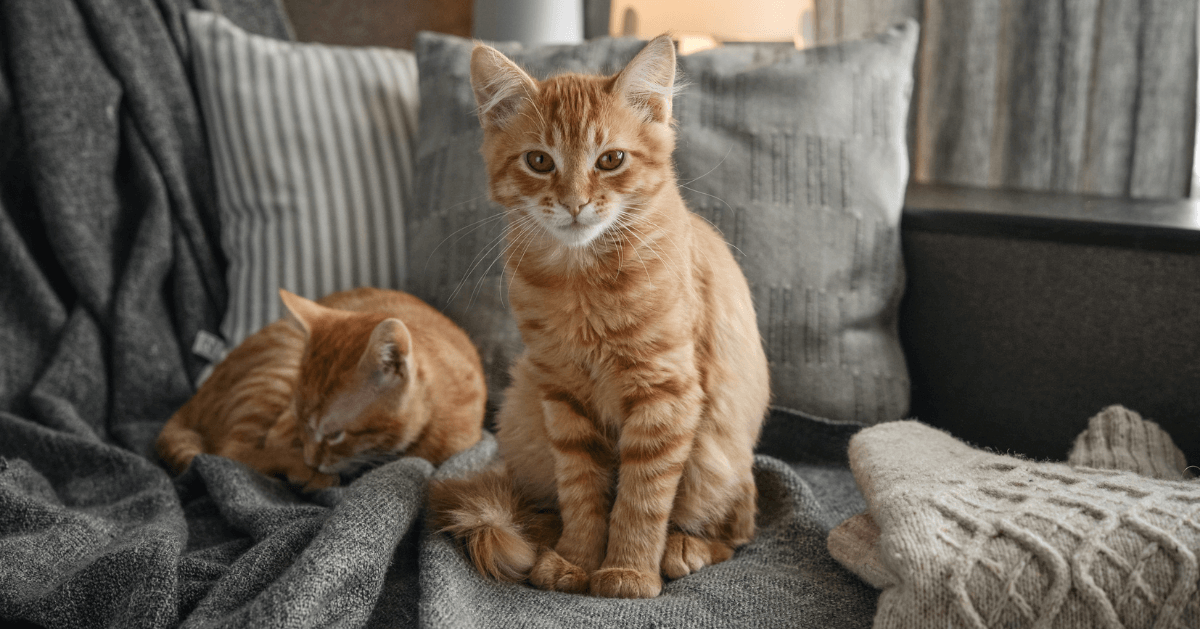 two ginger cats on sofa