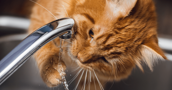 chat roux boit au robinet